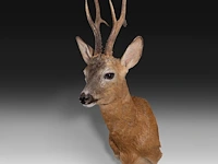 Roe deer (capreolus capreolus) shoulder mount, taxidermy trophy, h 65 cm - afbeelding 3 van  3