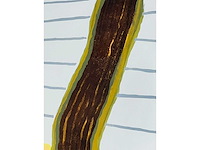 Roger raveel - man op stoel - kleurenlithografie - afbeelding 2 van  10