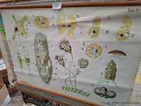 Rolprent - afbeelding 1 van  1