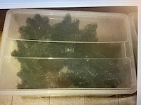 Royal christmas kerst- & seizoensartikelen - afbeelding 3 van  5