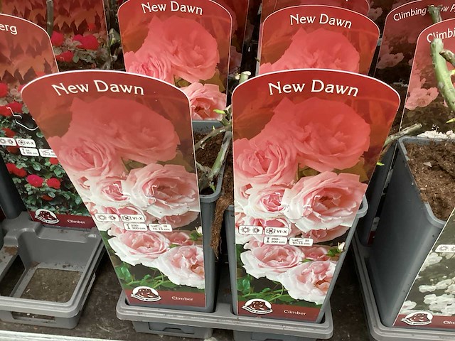 Rozen (x40) - afbeelding 5 van  7