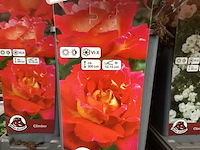 Rozen (x40) - afbeelding 6 van  7