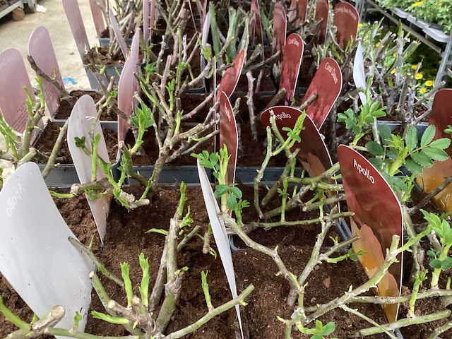 Rozen (x40) - afbeelding 1 van  7