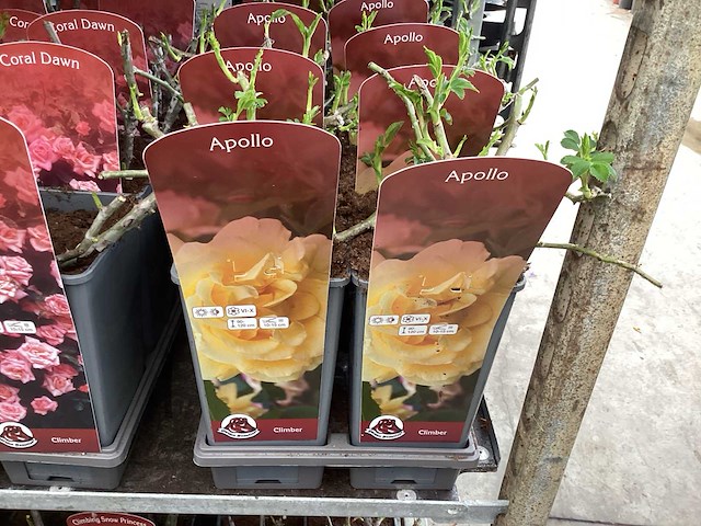 Rozen (x40) - afbeelding 2 van  7