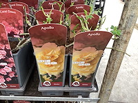 Rozen (x40) - afbeelding 2 van  7