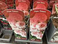 Rozen (x40) - afbeelding 5 van  7