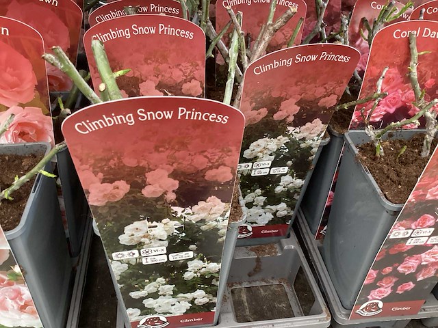 Rozen (x40) - afbeelding 4 van  7