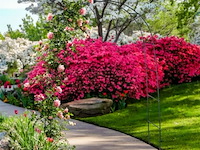 Rozenboog - afbeelding 2 van  5