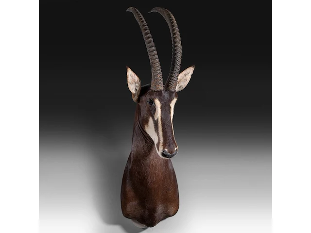 Sable antelope (hippotragus niger) shoulder mount, taxidermy trophy, h 130 cm - afbeelding 1 van  3