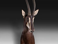 Sable antelope (hippotragus niger) shoulder mount, taxidermy trophy, h 130 cm