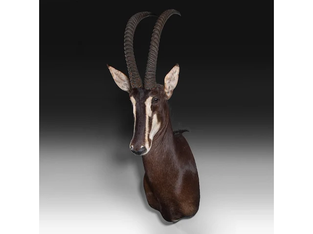 Sable antelope (hippotragus niger) shoulder mount, taxidermy trophy, h 130 cm - afbeelding 2 van  3