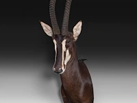 Sable antelope (hippotragus niger) shoulder mount, taxidermy trophy, h 130 cm - afbeelding 2 van  3
