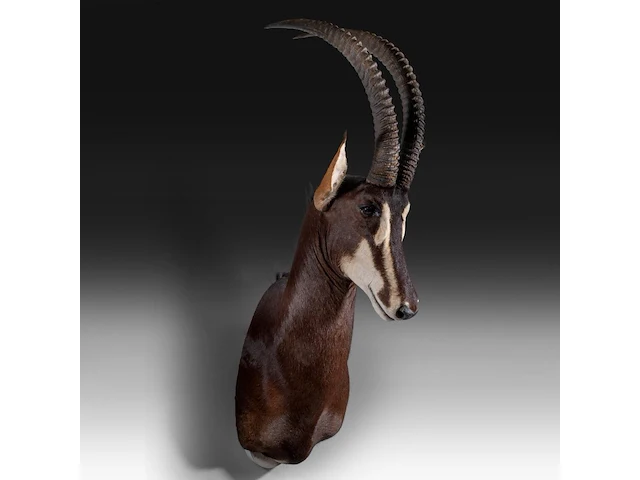 Sable antelope (hippotragus niger) shoulder mount, taxidermy trophy, h 130 cm - afbeelding 3 van  3