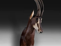 Sable antelope (hippotragus niger) shoulder mount, taxidermy trophy, h 130 cm - afbeelding 3 van  3
