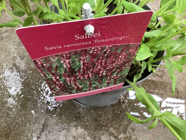 Salvia nemorosa (30x) - afbeelding 1 van  2
