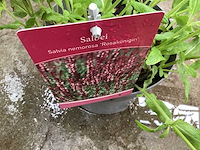 Salvia nemorosa (30x) - afbeelding 1 van  2