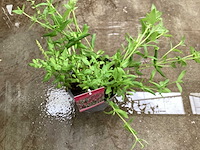 Salvia nemorosa (30x) - afbeelding 2 van  2