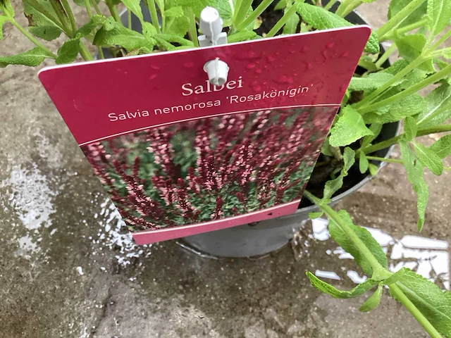 Salvia nemorosa (30x) - afbeelding 1 van  2