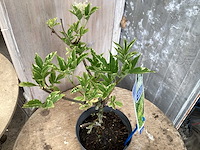 Sambucus nigra (48x) - afbeelding 2 van  3