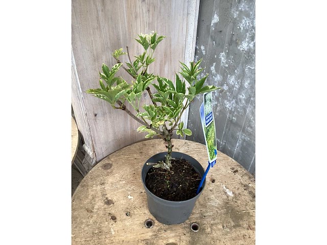Sambucus nigra (48x) - afbeelding 3 van  3