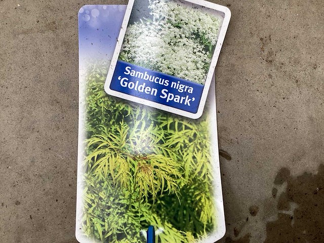 Sambucus nigra (48x) - afbeelding 1 van  3
