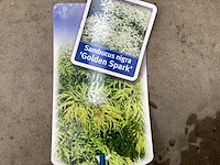 Sambucus nigra (48x) - afbeelding 1 van  3
