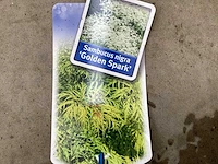 Sambucus nigra (48x)
