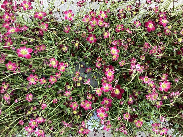 Saxifraga roos(50), saxifraga wit(50) - afbeelding 1 van  2