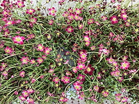 Saxifraga roos(50), saxifraga wit(50)