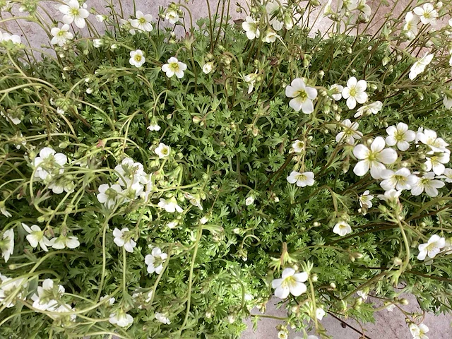 Saxifraga roos(50), saxifraga wit(50) - afbeelding 2 van  2