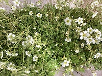 Saxifraga roos(50), saxifraga wit(50) - afbeelding 2 van  2