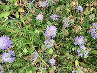Scabiosa (60x) - afbeelding 1 van  1