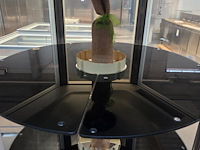 Scaiola - afbeelding 6 van  9