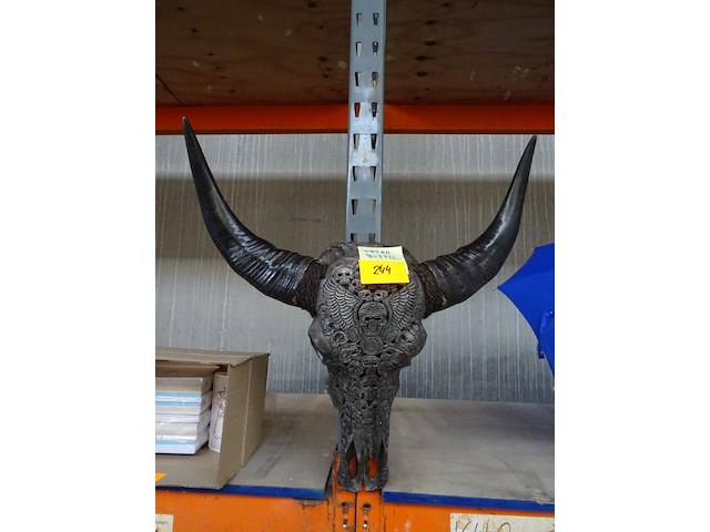 Schedel waterbuffel - afbeelding 1 van  2