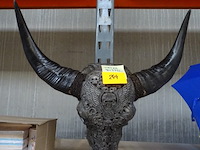 Schedel waterbuffel - afbeelding 1 van  2