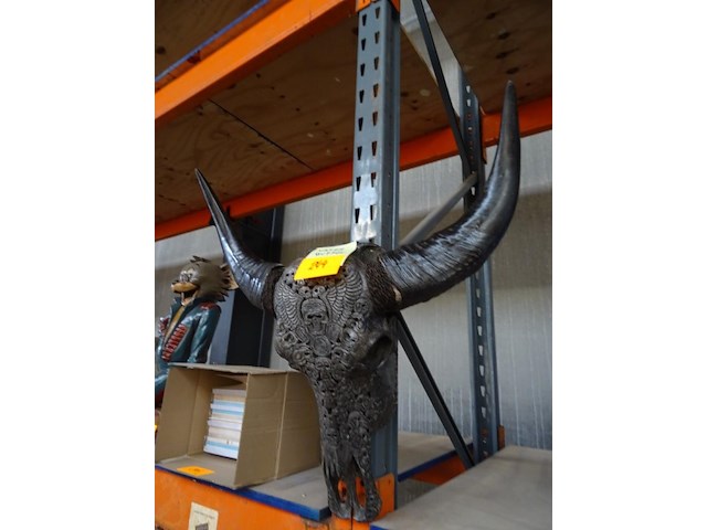 Schedel waterbuffel - afbeelding 2 van  2