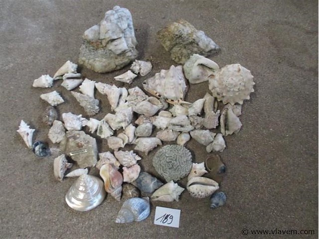 Schelpen - afbeelding 1 van  3