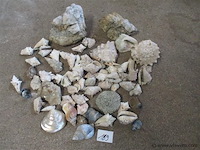 Schelpen - afbeelding 1 van  3