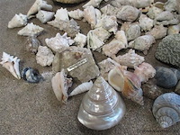 Schelpen - afbeelding 2 van  3