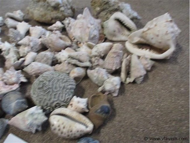 Schelpen - afbeelding 3 van  3