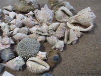 Schelpen - afbeelding 3 van  3