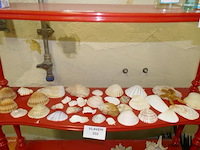 Schelpen - afbeelding 1 van  1