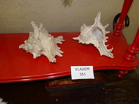 Schelpen - afbeelding 1 van  1