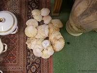 Schelpen - afbeelding 1 van  1