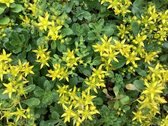 Sedum (50x), lychnis (50) - afbeelding 1 van  2