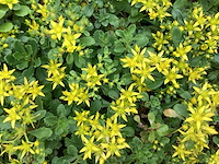 Sedum (50x), lychnis (50) - afbeelding 1 van  2