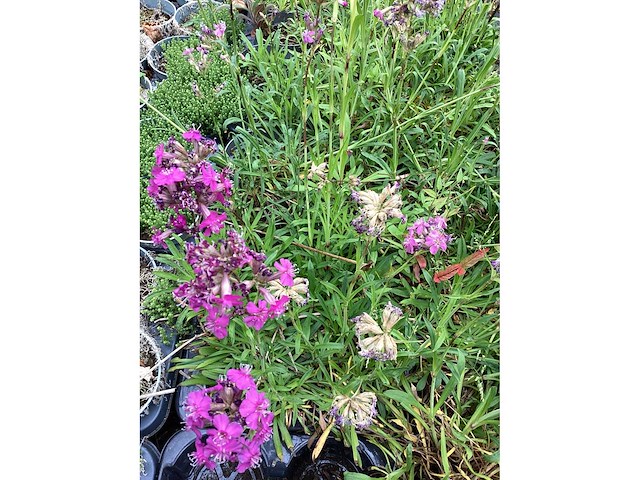 Sedum (50x), lychnis (50) - afbeelding 2 van  2