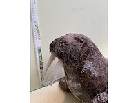 Seizoensartikelen - afbeelding 6 van  6