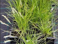 Sesleria autumnalis, 18 stuks