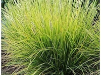 Sesleria autumnalis, 72 stuks